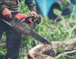 Taille du noyer : à quelle période intervenir et quand confier l'arbre à un professionnel ?