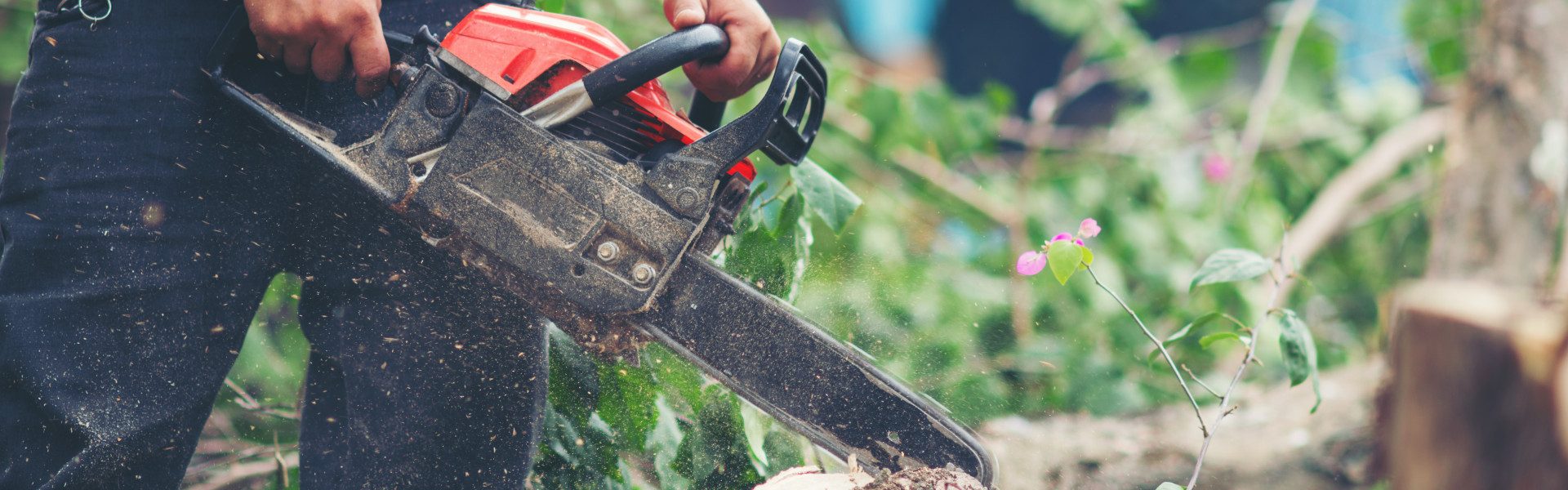 Taille du noyer : à quelle période intervenir et quand confier l'arbre à un professionnel ?