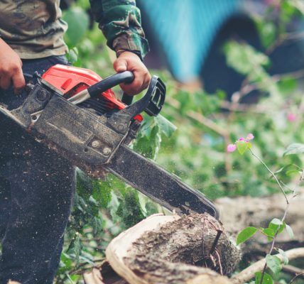 Taille du noyer : à quelle période intervenir et quand confier l'arbre à un professionnel ?