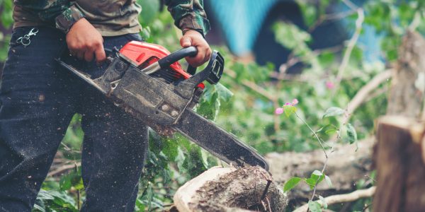 Taille du noyer : à quelle période intervenir et quand confier l'arbre à un professionnel ?